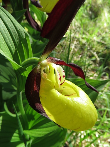 Frauenschuh (Cypripedium calceolus)