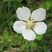 Hügel-Windröschen (Anemone sylvestris). Der Standort bei der Hasenbuck Hütte soll anscheinend schweizweit der einzige sein wo diese Blume wächst.