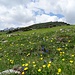 Auf der Alp Sigel - wie immer zu dieser Jahreszeit ein Blumengarten.