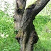 Alter Kirschbaum