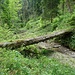 Bewachsene Baumbrücke über den Schwämibach