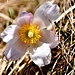 Frühlings-Anemone