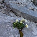 Selbst aus den Felsen wachsen Blumen