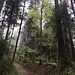 stimmungsvolle Waldpassage 1