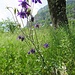 Aquilegia alpina L.<br />Ranunculaceae<br /><br />Aquilegia maggiore.<br />Ancolie des Alpes.<br />Alpen-Akelei.