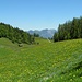 Frühsommer in den Alpen