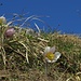 Frühlings-Anemone.