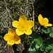 Sumpf-Dotterblume (Caltha palustris)