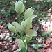 Weisses Waldvögelein (Cephalanthera damasonium)
