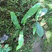 Phyllitis scolopendrium (L.) Newman<br />Aspleniaceae (Polypodiaceae p.p.)<br /><br />Scolopendria comune.<br />Langue de cerf.<br />Hirschzunge.