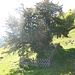 Die Alte Eibe von Balderschwang, die man im Auf- und Abstieg passiert. Ein uralter, beeindruckender Baum!