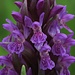 Kleine Teufelchen stecken in den Blüten des Knabenkrautes / piccoli diavoletti si trovano nei fiori dell`orchidea