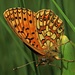 Wie schön gezeichnet sind doch die Schmetterlinge! Boloria eunomia, Randring-Perlmuttfalter...quanto sono belle!