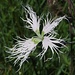 Prachtnelke, Dianthus superbus in weiß / in bianco