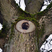 das Auge des Baumes