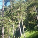Lichter, schöner Kiefernwald am Südhang des Herzogstandmassivs