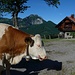 neugierige Kuh an der Hansenalm