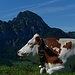 Kuh mit Wendelstein