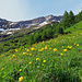 eine Blumenpracht begleitet mit durch weite Teile meiner Tageswanderung