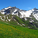 Auf dem Weg von der Pfälzerhütte zur Tälihöhe hat es eine üppige Alpenflora 