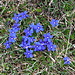 Spring gentian at the summit of Roccabella!
