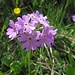 Mehlprimeln (Primula farinosa) gibts hier in enormer Zahl