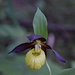 Frauenschuh-Orchidee (wächst gerne im Waldschatten)