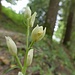 Orchideen an Wegrand ( Waldvögelein )