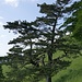 markanter Baum 
