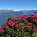 An der Alpe Agrogno blühen entlang der Abbruchkante tolle Alpenrosen und man hat einen schönen Blick hinab zum nördlichen Comer See.
