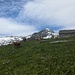 Alpe con mucche e vitellini