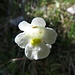 Alpen-Fettblatt (Pinguicula alpina)