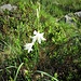Paradisea liliastrum (L.) Barth.<br />Asparagaceae (Liliaceae p.p.)<br /><br />Paradisia.<br />Paradisie.<br />Weisse Trichterlilie.<br />
