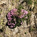 Silene acaulis (L.) Jacq.<br />Caryophyllaceae<br /><br />Silene a cuscinetto.<br />Silène acaule.<br />Kalk-Posternelke.<br />
