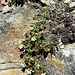 Saxifraga bryoides L.<br />Saxifragaceae<br /><br />Sassifraga brioide.<br />Saxifrage mousse.<br />Moosartiger Steinbrech.