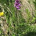 Dactylorhiza maculata (L.) Soò<br />Orchidaceae<br /><br />Orchide macchiata.<br />Orchis tacheté.<br />Geflecktes Knabenkraut.