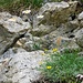 Mauerblümchen im Harzergraben