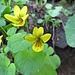 Gelbes Berg-Veilchen (Viola biflora)