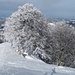 der berühmte und fotogene Baum am Schnebelhorn