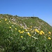 Trollblumen unterhalb Leuenkopf