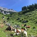 Am Vortag gab es einen Unfall einer Wanderin am Kranzhorn, die von Kühen attackiert wurde. Diese hier lagen aber nur ganz friedlich in der Gegend herum