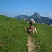 Kurz vor der Alp Sigel mit dem Hohen Kasten