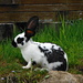 One of the bunnies at Druesberghütte.