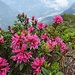 die Alpenrosen blühen