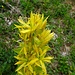 Die Gelben Enziana blühen im Nesselboden