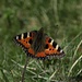 Kleiner Fuchs, Aglais urticae<br />Von ihnen sah man heute ganz viele. Leider aber wenige andere Schmetterlinge..<br /><br />Di loro oggi si hanno visto molte, purtroppo solo poche altre farfalle..<br /><br />