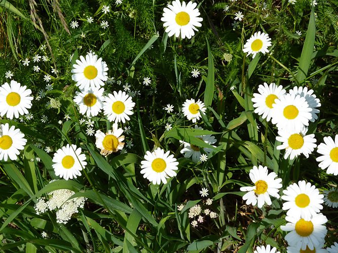 Wilde Margeriten Fotos