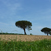 Landschaft zw. Nogaro und Aire-sur-l'Adour