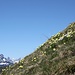 <b>Il fiore dominante attualmente è la Pulsatilla alpina. I versanti meridionali del Monte Prosa sono animati dal continuo pulsare di migliaia di questi anemoni gialli: “i fiori del vento”.</b>