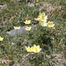 <b>Pulsatilla alpina con foglie di sedano (Pulsatilla alpina subsp. apiifolia).</b>